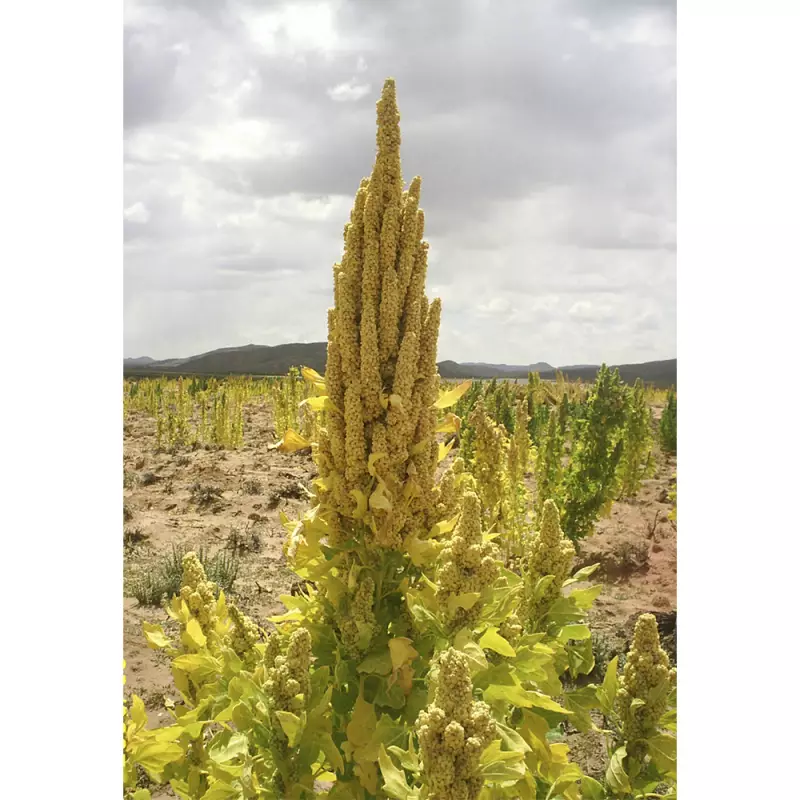 Andean Valley | Organic Quinoa Pasta | 11 lb. E