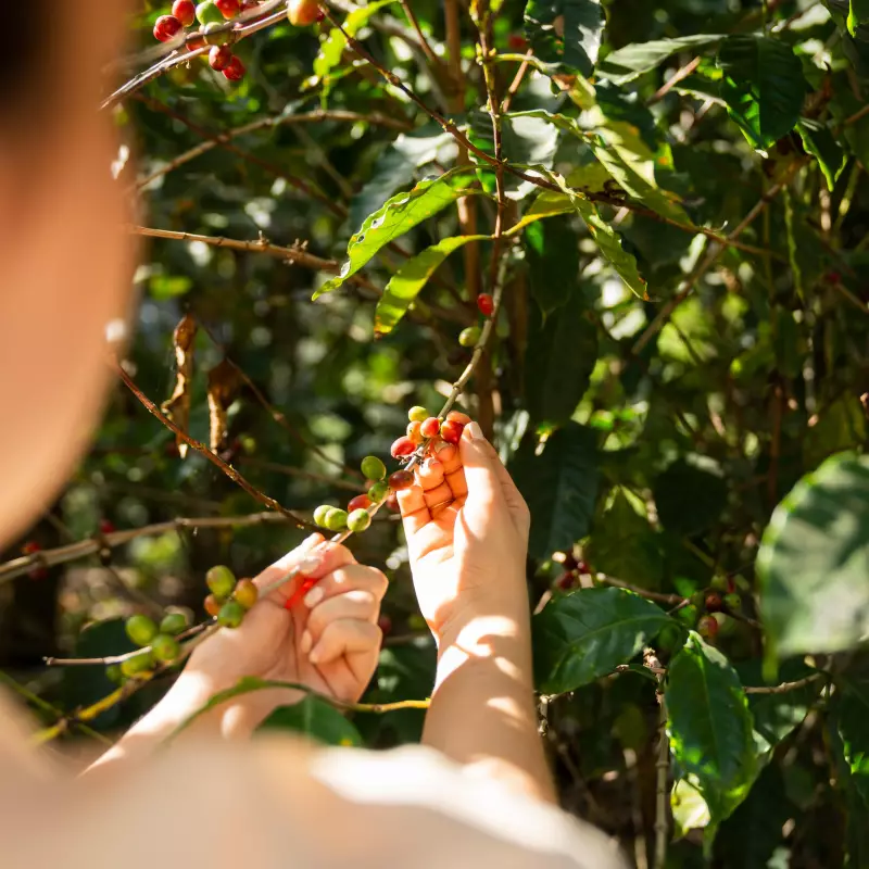 Delizia Foods | Whole Bean Roasted Coffee | 8oz | Bolivian specialy coffee | E