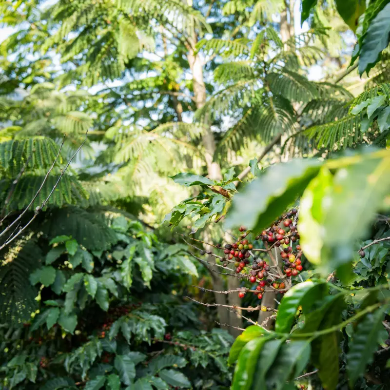 Delizia Foods | Whole Bean Roasted Coffee | 8oz | Bolivian specialy coffee | E