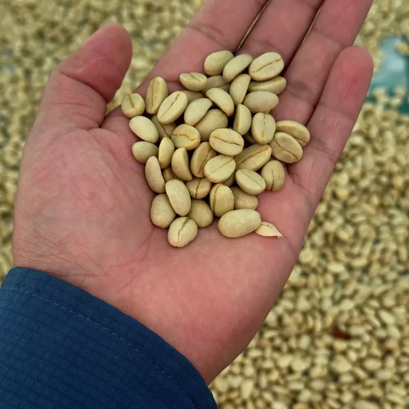 Delizia Foods | Whole Bean Roasted Coffee | 8oz | Bolivian specialy coffee | E