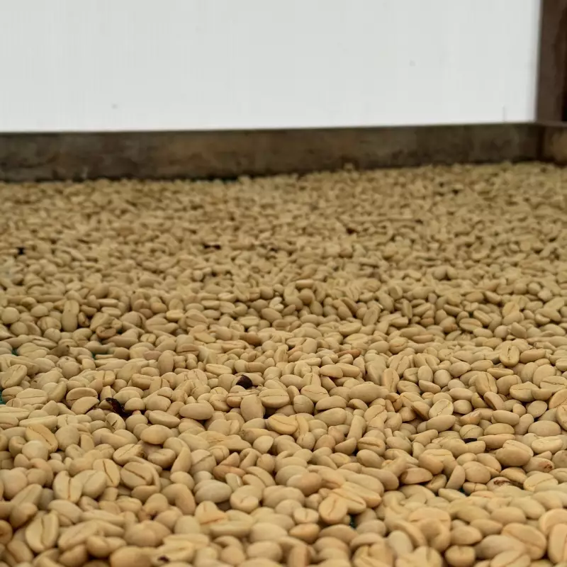 Delizia Foods | Whole Bean Roasted Coffee | 8oz | Bolivian specialy coffee | E