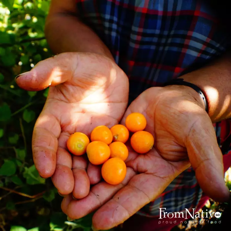 FromNativoGo| Freeze Dried Fruit: Mango, CapeGooseberry, Soursop | 3Pack | 3.05 Oz E