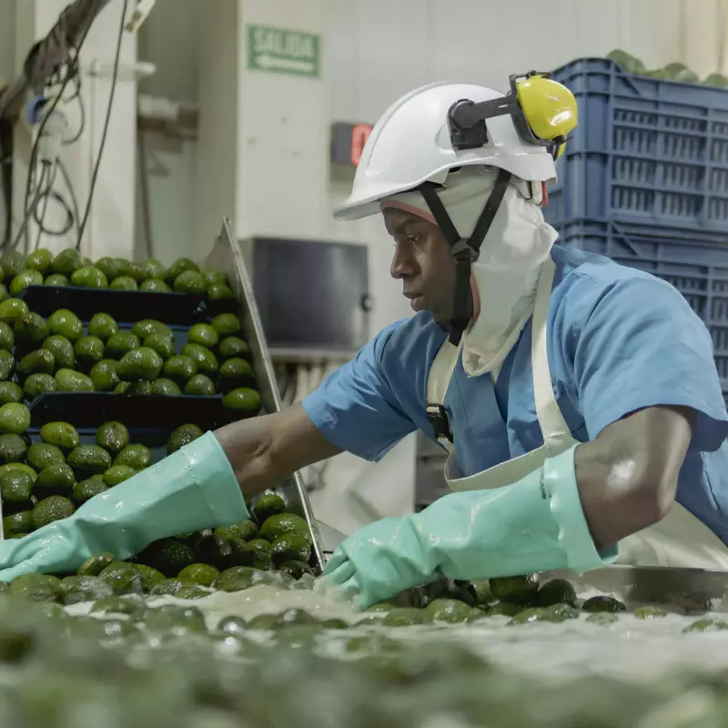 Livero Food Company | Avocado Chunky | E.