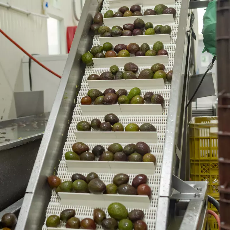 Livero Food Company | Avocado Chunky | E.