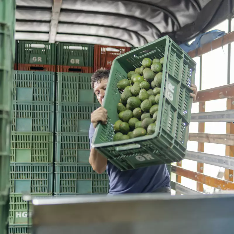 Livero Food Company | Avocado Chunky | E.