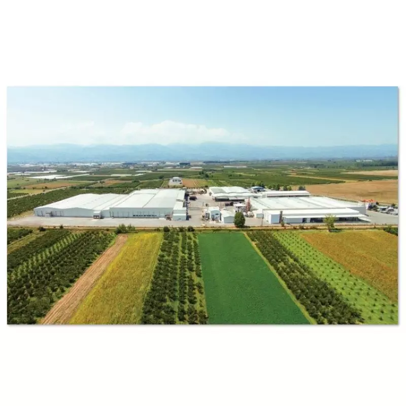 Private Label | Peach Halves, Yellow Cling, in Heavy Syrup | Quality: Choice| 12x29 oz E