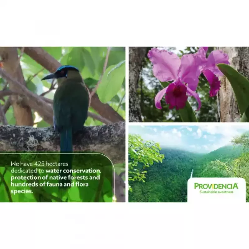 Providencia | Organic Brown Sugar | 24oz resealable doypack | Possibility to do Private Label E.