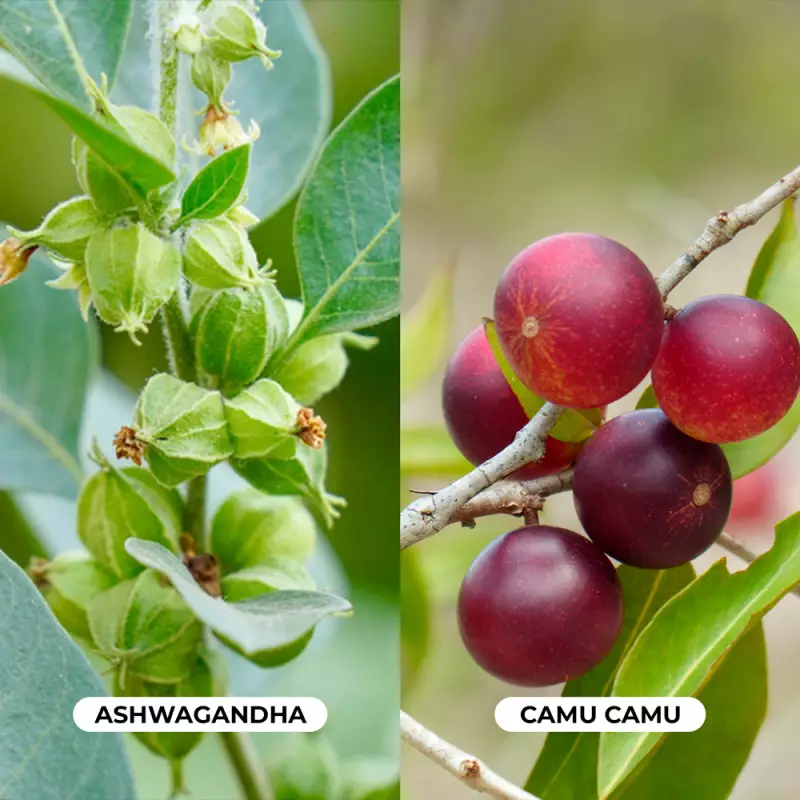 Tinku | Calm & Energy Gummies | Ashwagandha Camu Camu | 4.2 oz E